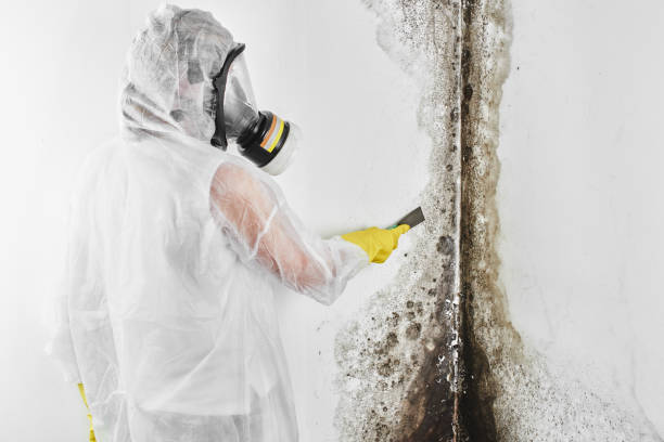 Best HVAC Mold Remediation in Hazlehurst, GA