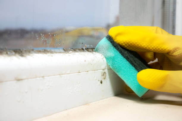 Best Attic Mold Remediation in Hazlehurst, GA