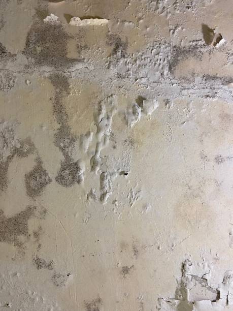 Best Localized Mold Remediation (e.g., coastal areas, humid climates) in Hazlehurst, GA