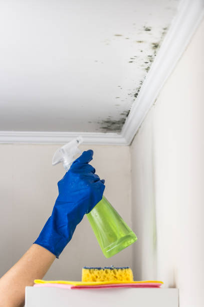 Best Basement Mold Remediation in Hazlehurst, GA